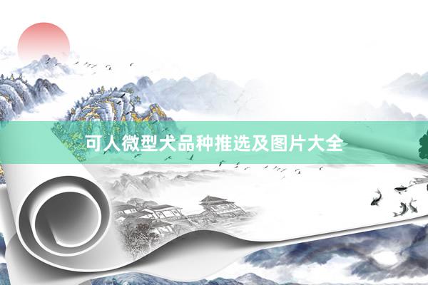 可人微型犬品种推选及图片大全
